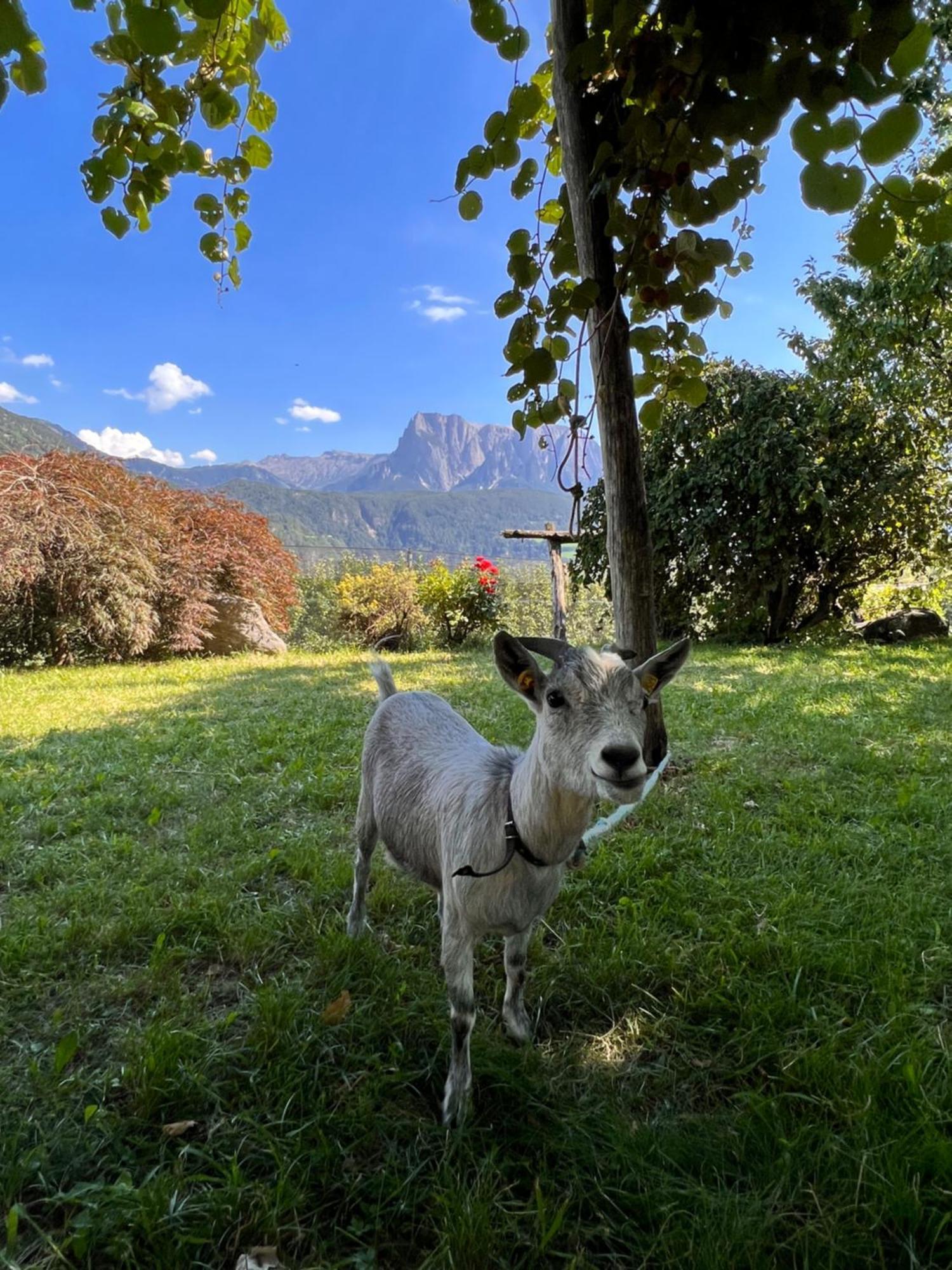 Gasserhof Barbiano  Eksteriør bilde